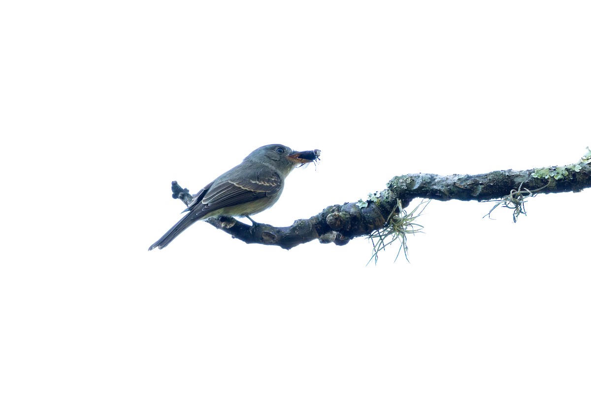 Southern Tropical Pewee - ML637667574