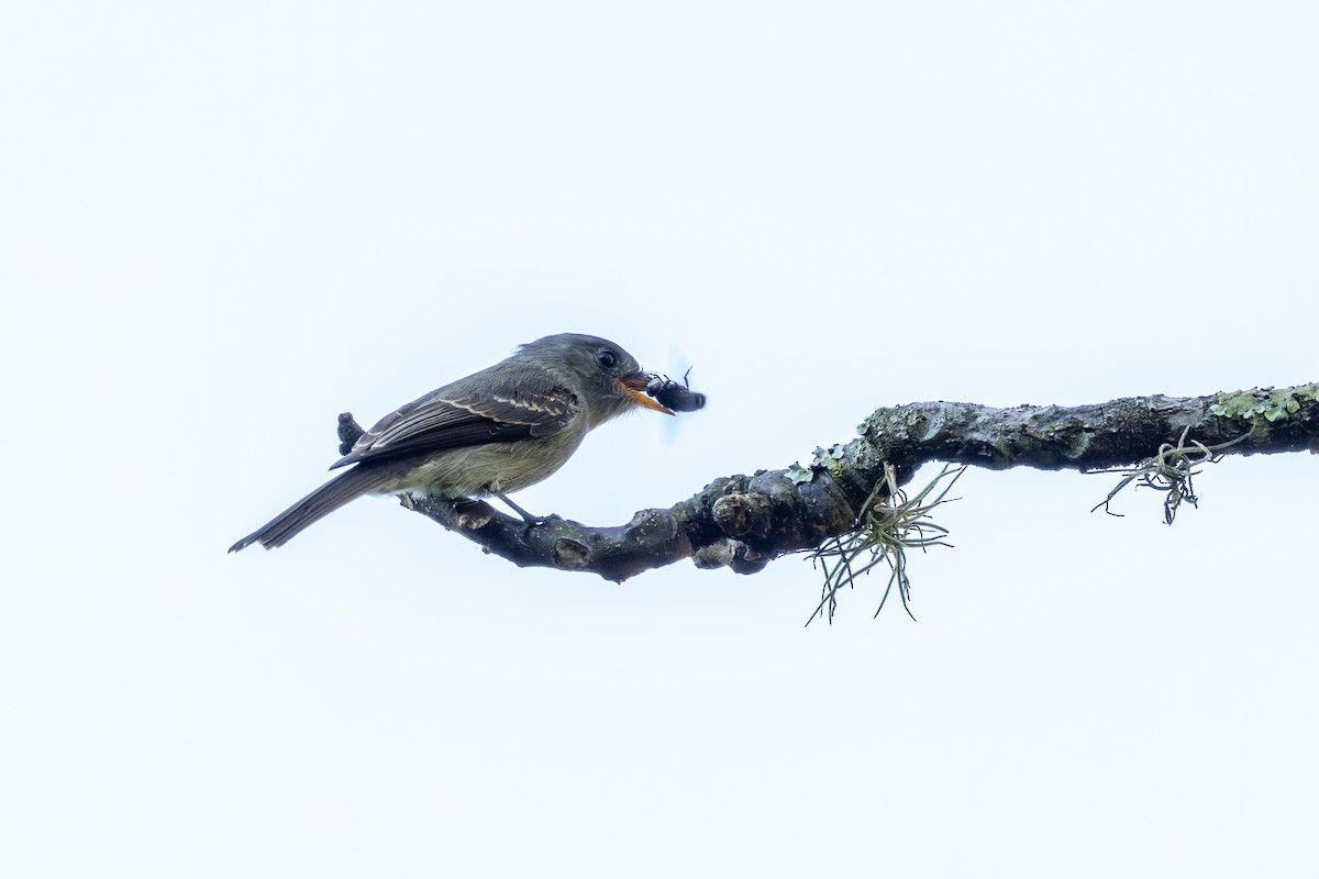 Southern Tropical Pewee - ML637667575