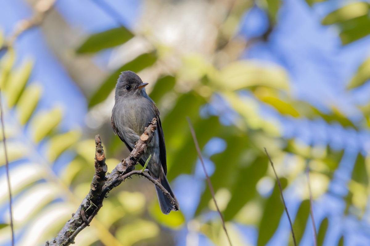 Southern Tropical Pewee - ML637667577