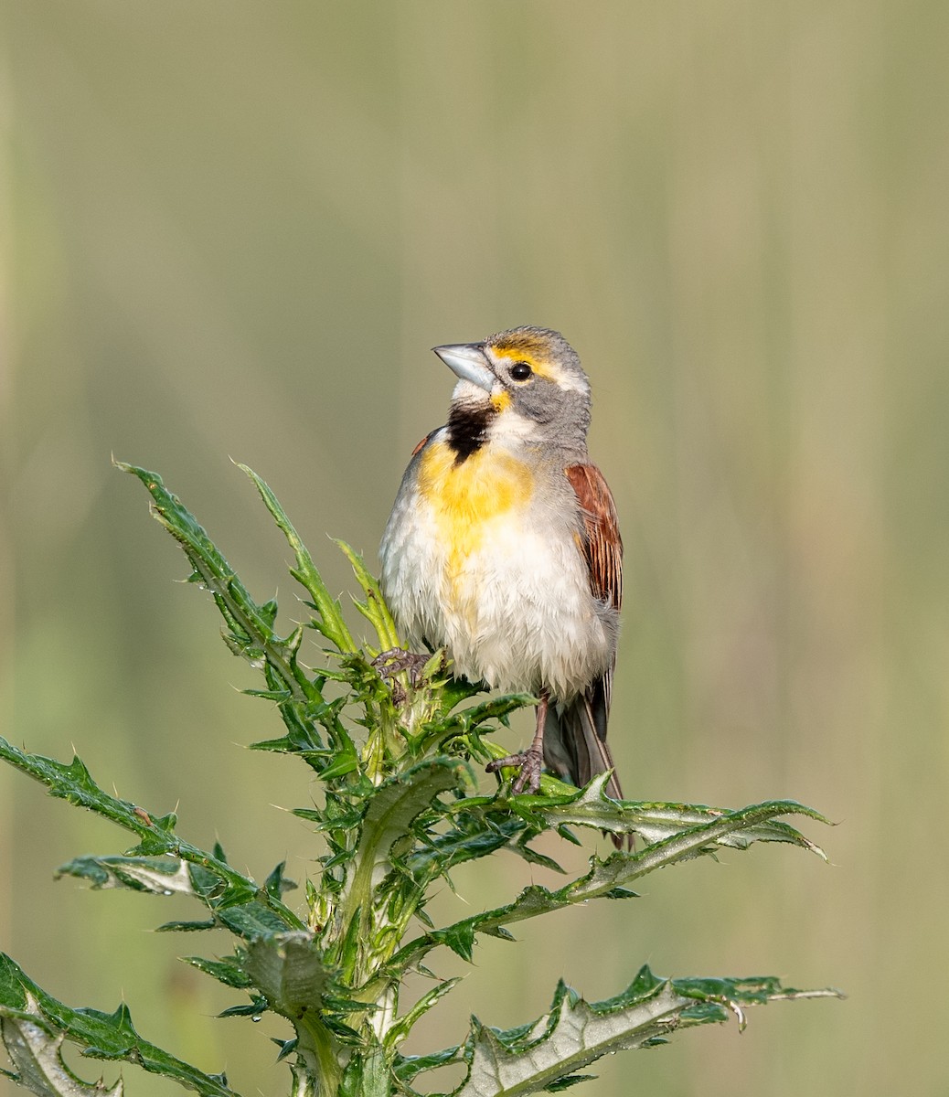 Dickcissel - ML637667580