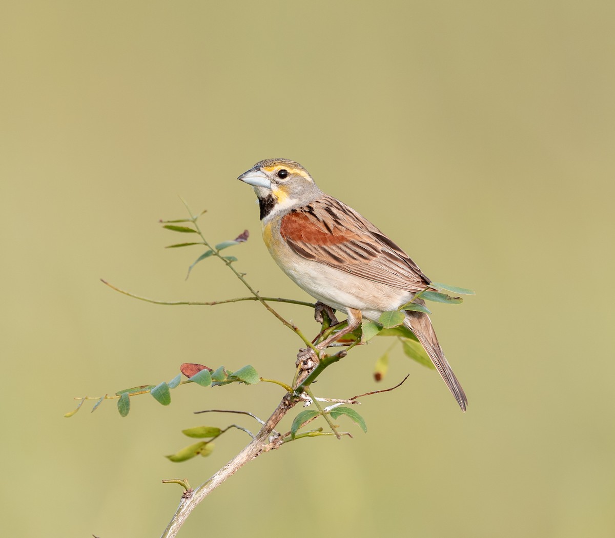 Dickcissel - ML637667585