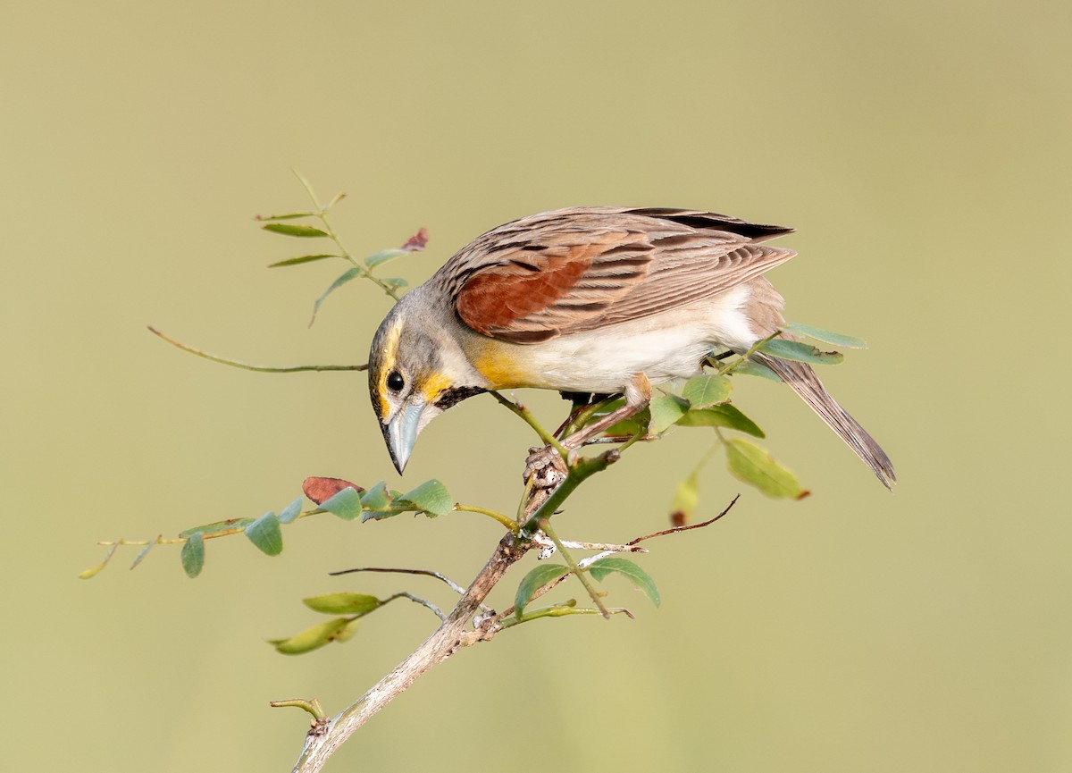 Dickcissel - ML637667590