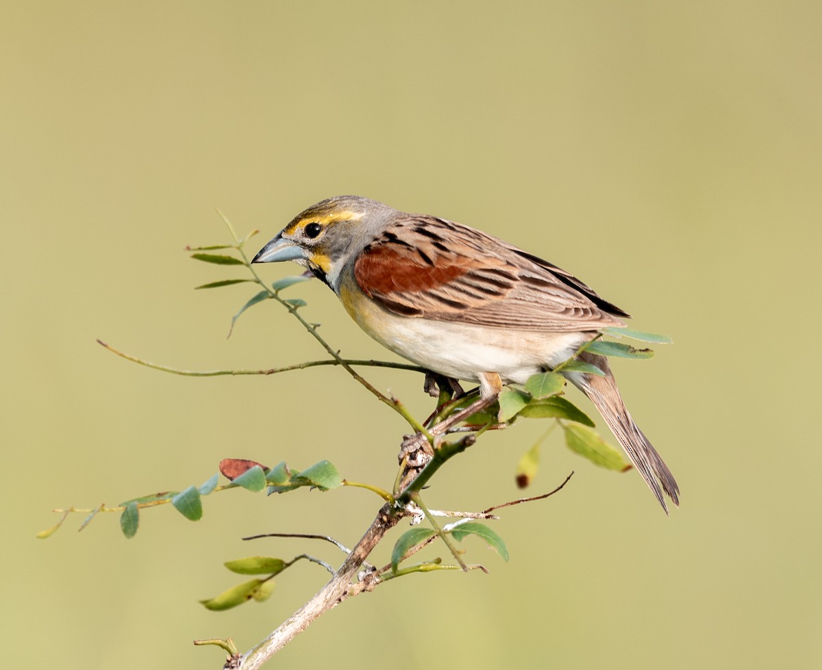 Dickcissel - ML637667591