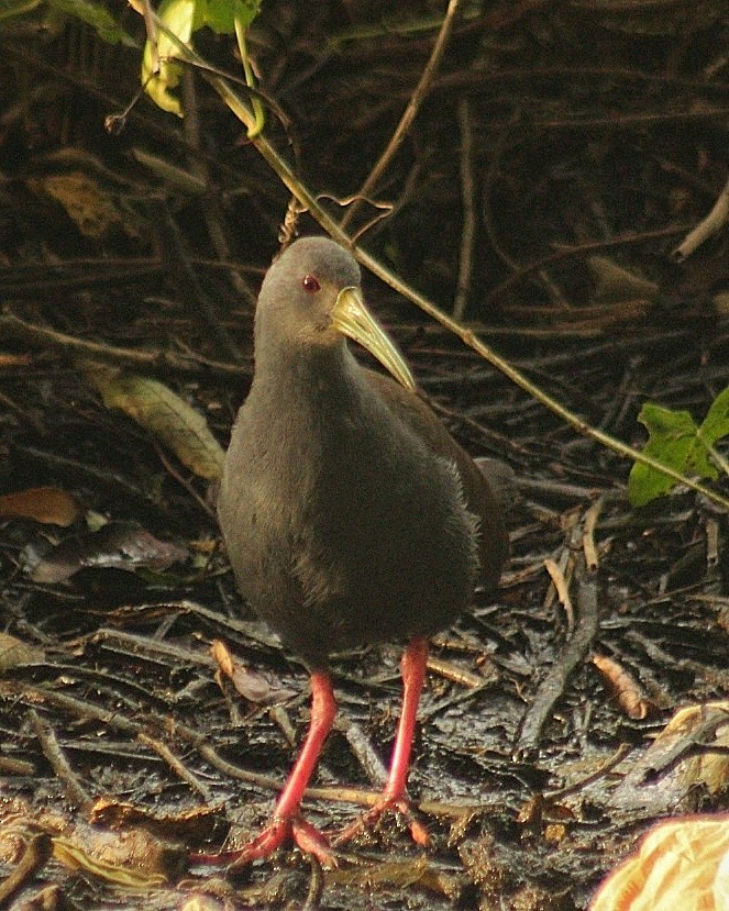 Blackish Rail - ML637667612