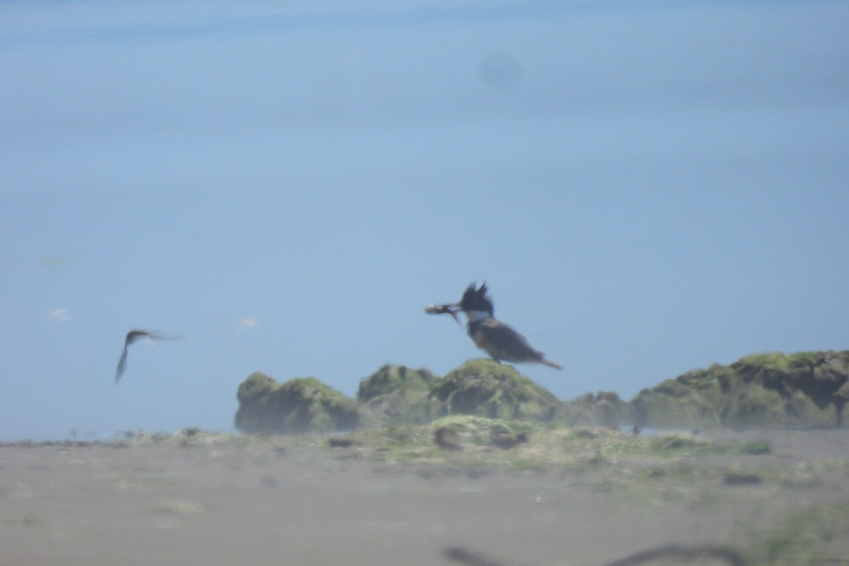 Belted Kingfisher - ML637667641