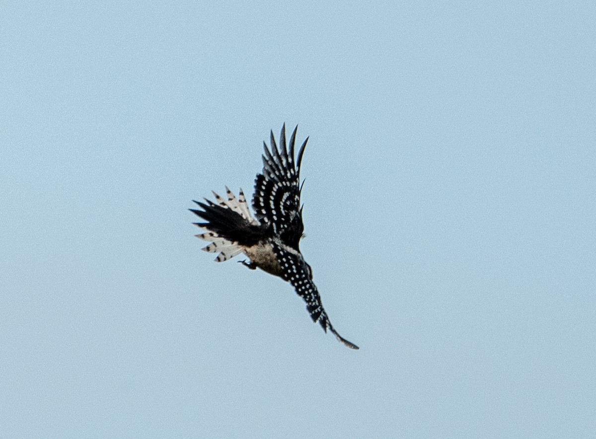 Downy Woodpecker - ML637667667