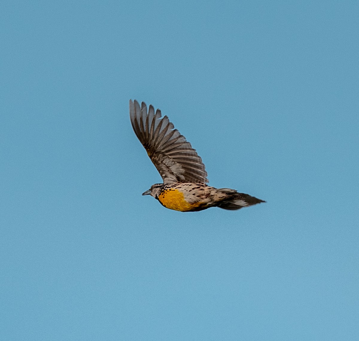 Eastern Meadowlark - ML637667670