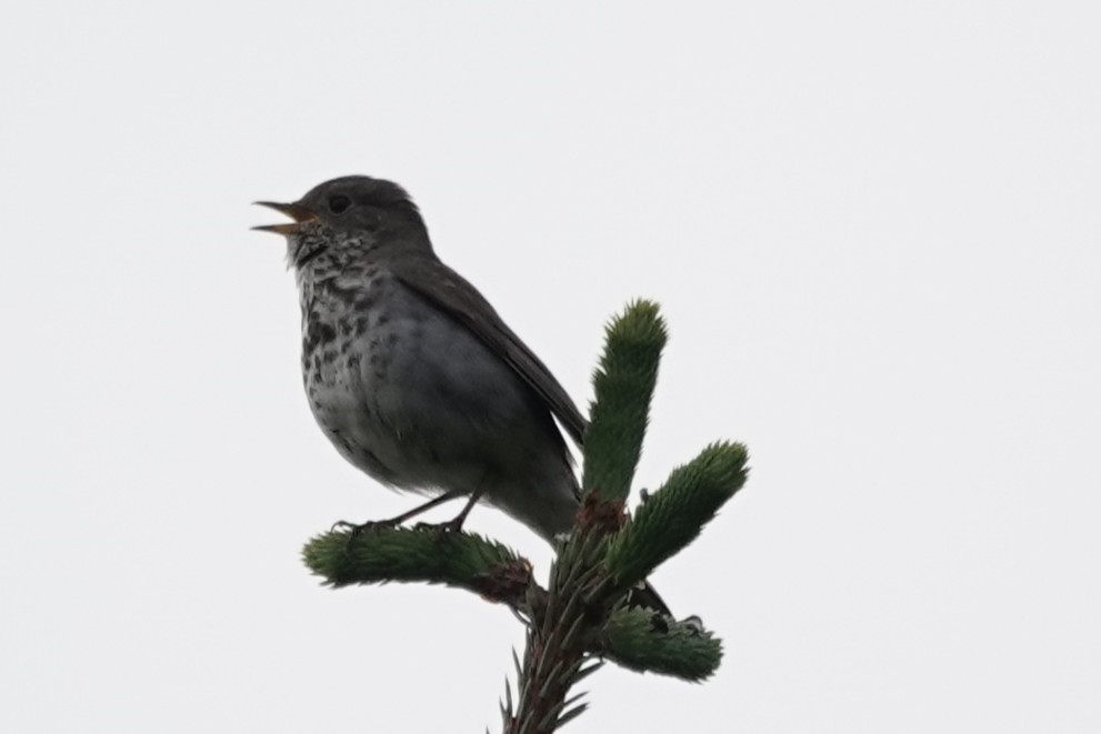 Hermit Thrush - ML637667674