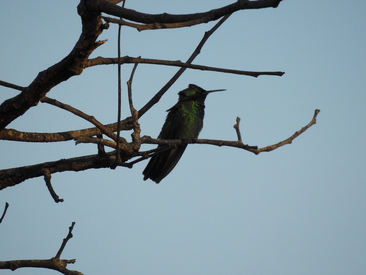 White-vented Violetear - ML637667706