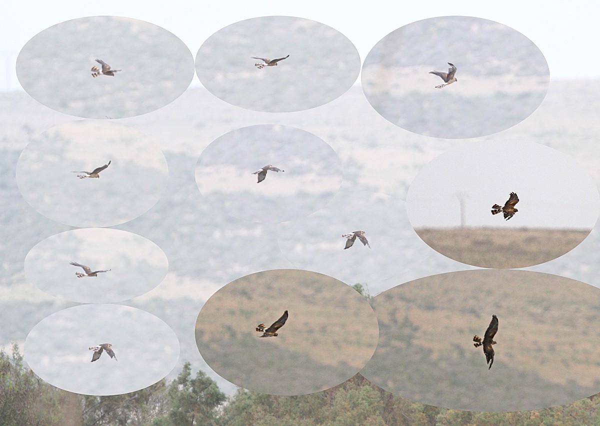 Montagu's Harrier - ML63766771