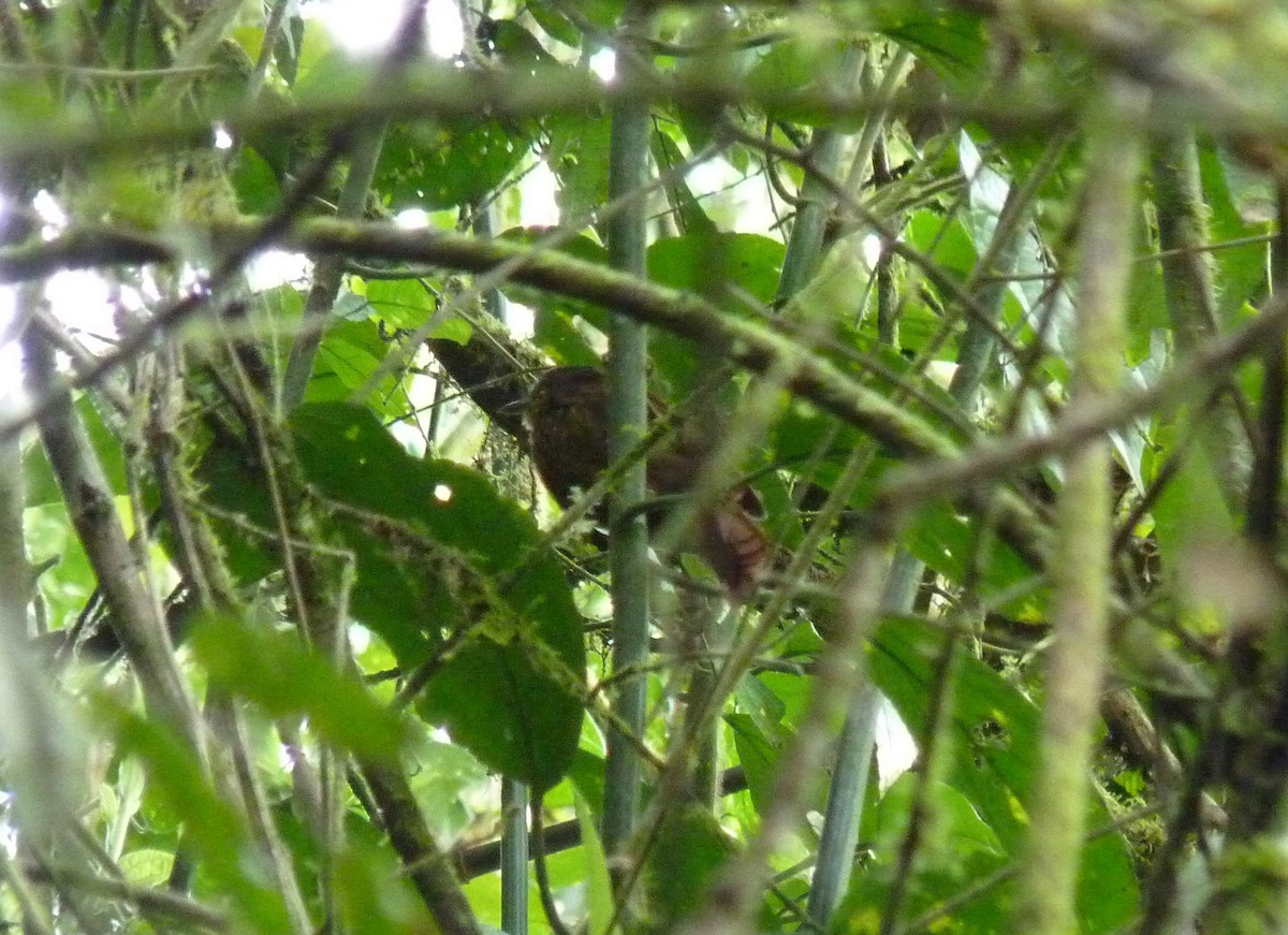 Streak-capped Treehunter - ML637667728