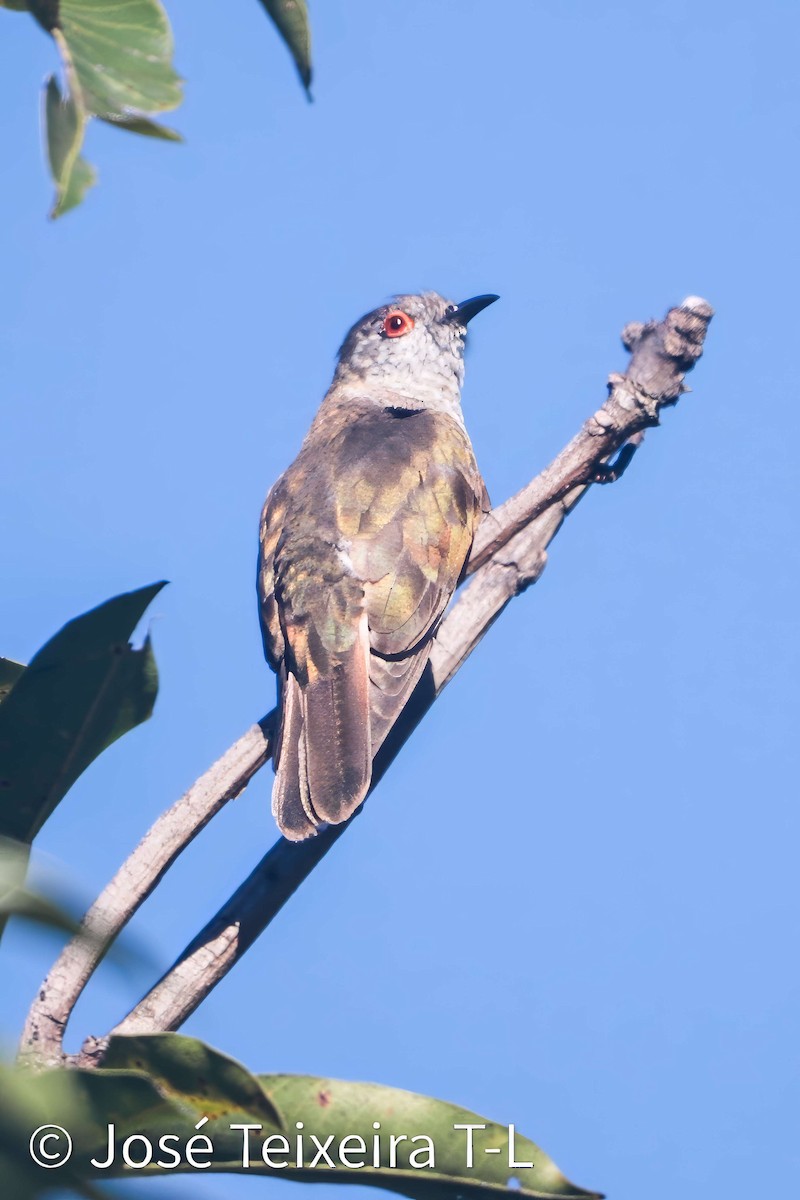 Little Bronze-Cuckoo - ML637667756