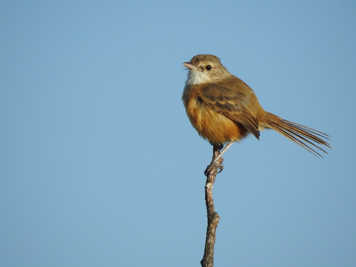 Rufous-sided Scrub-Tyrant - ML637667794