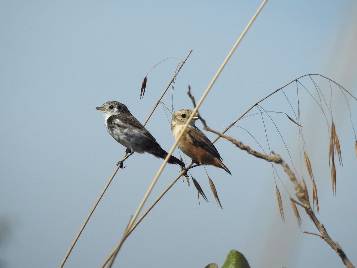 Cock-tailed Tyrant - ML637667840
