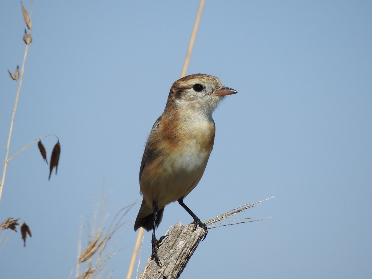 Cock-tailed Tyrant - ML637667841