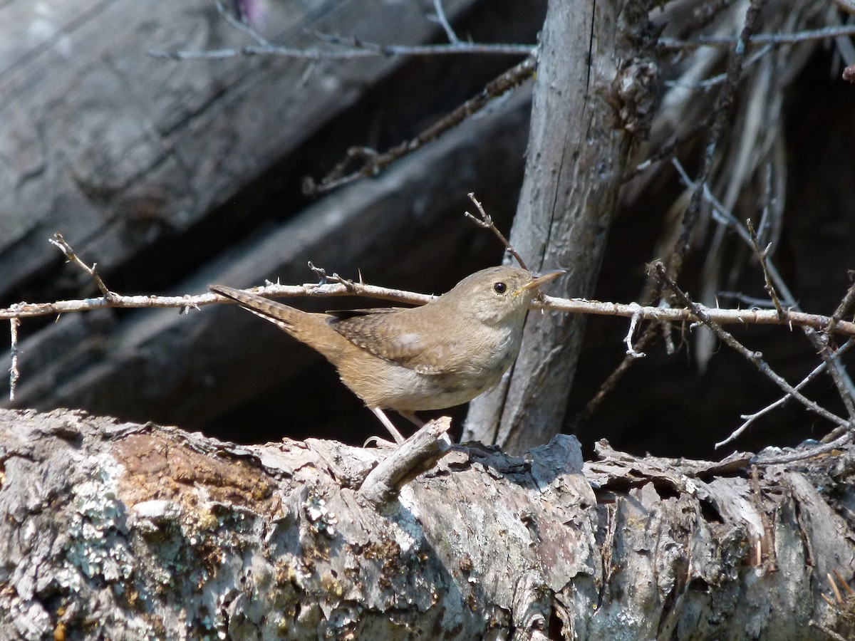 Northern House Wren - ML637667936