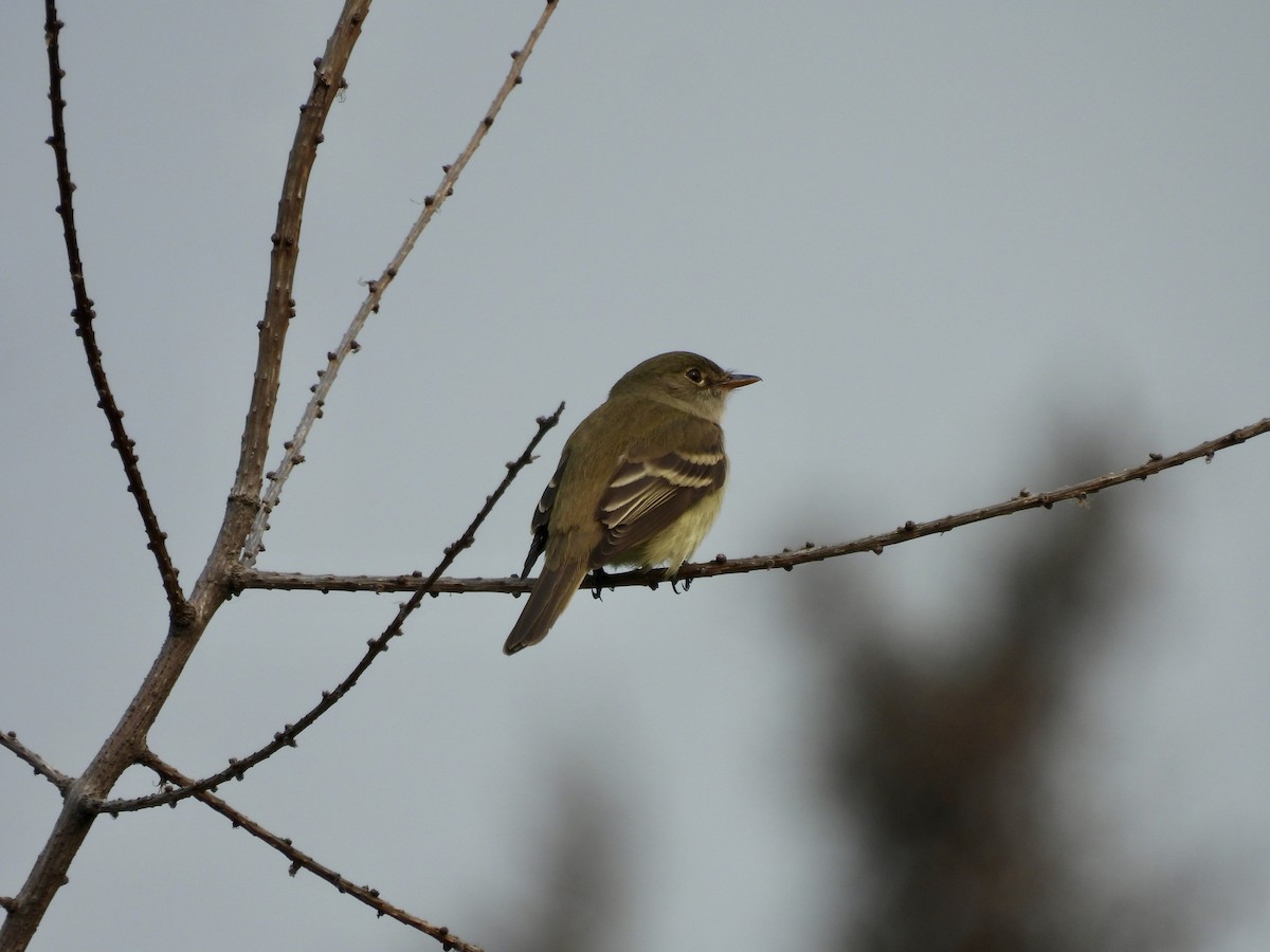 Alder Flycatcher - ML637667938