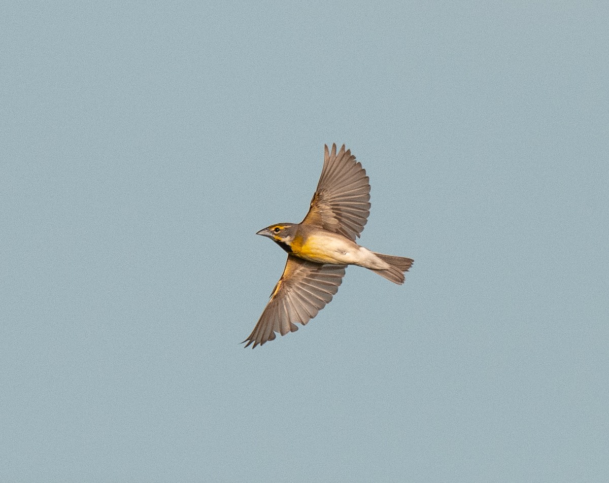 Dickcissel - ML637667947