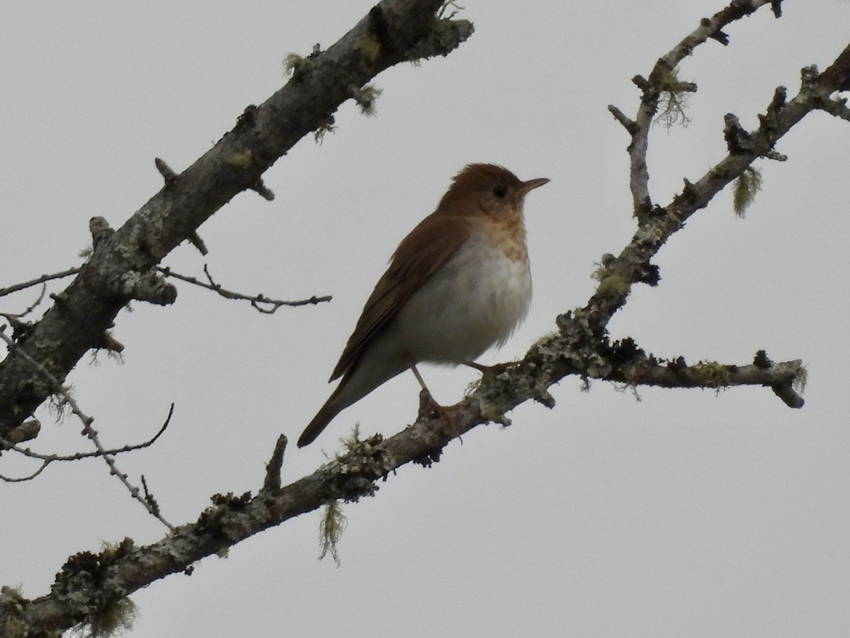 Veery - ML637667957