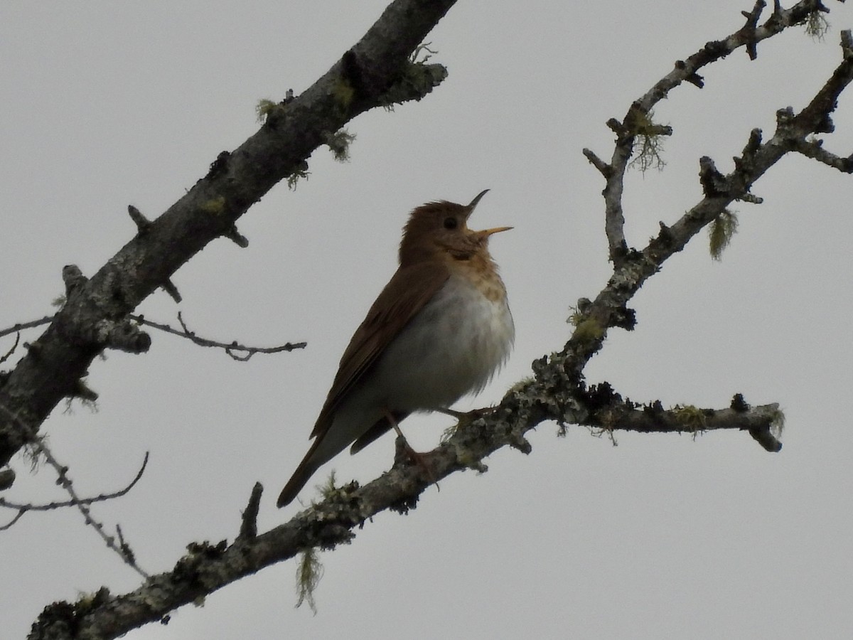 Veery - ML637667958