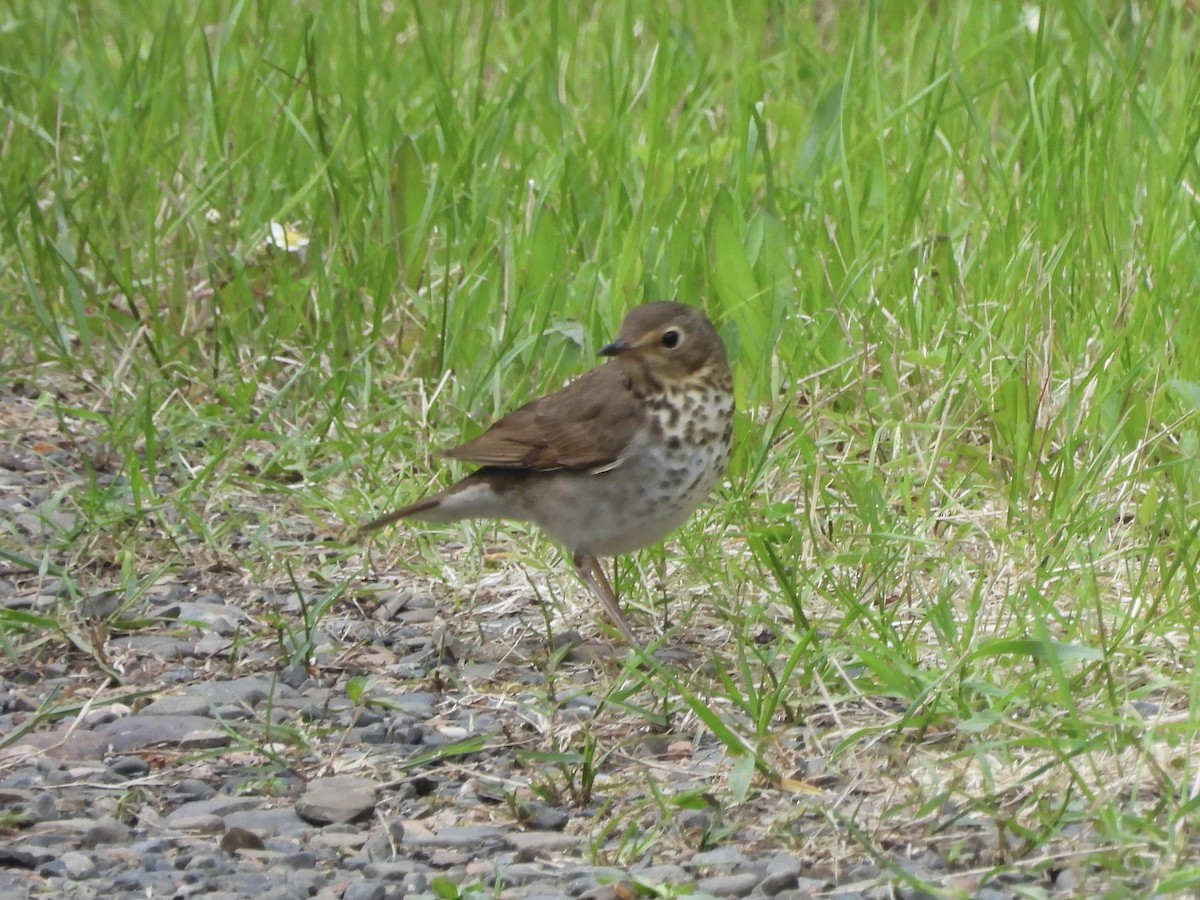 Swainson's Thrush - ML637667970