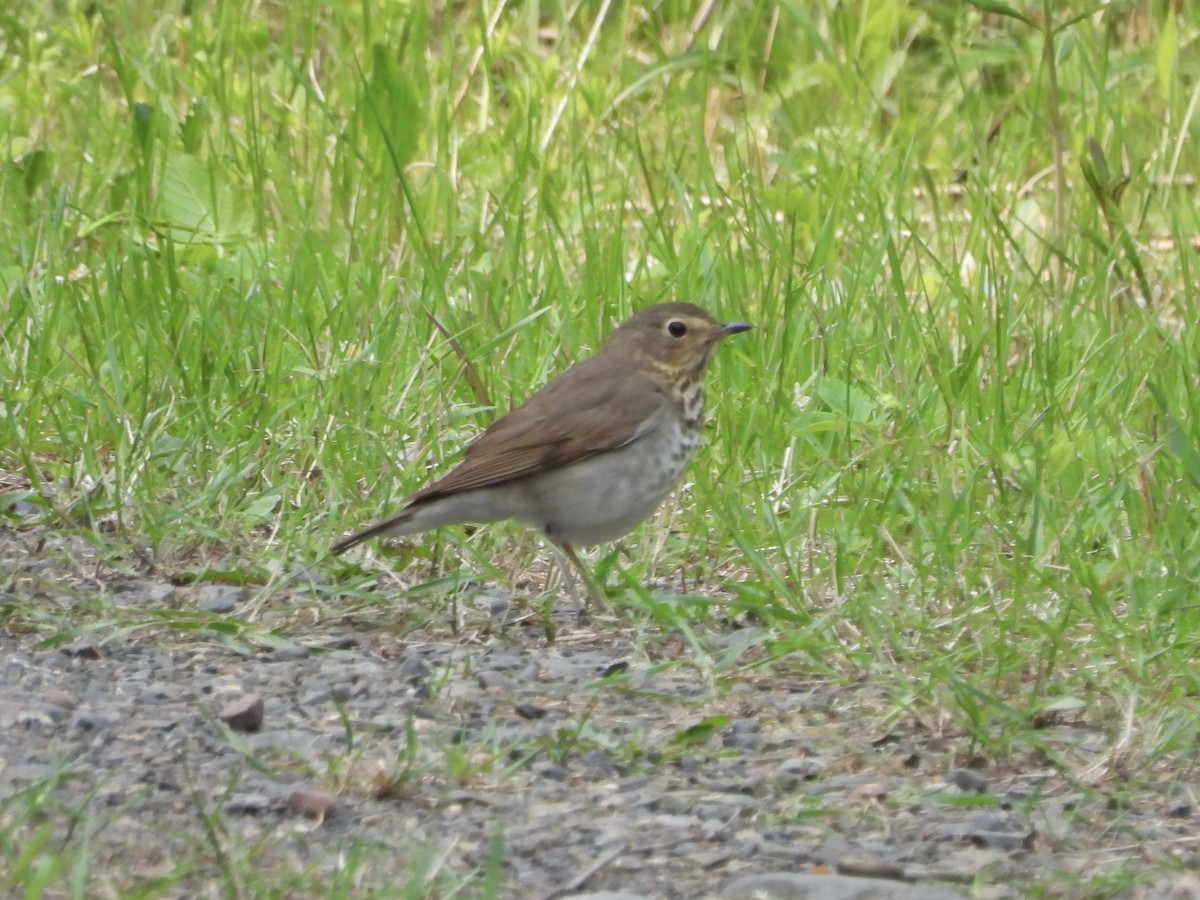 Swainson's Thrush - ML637667971