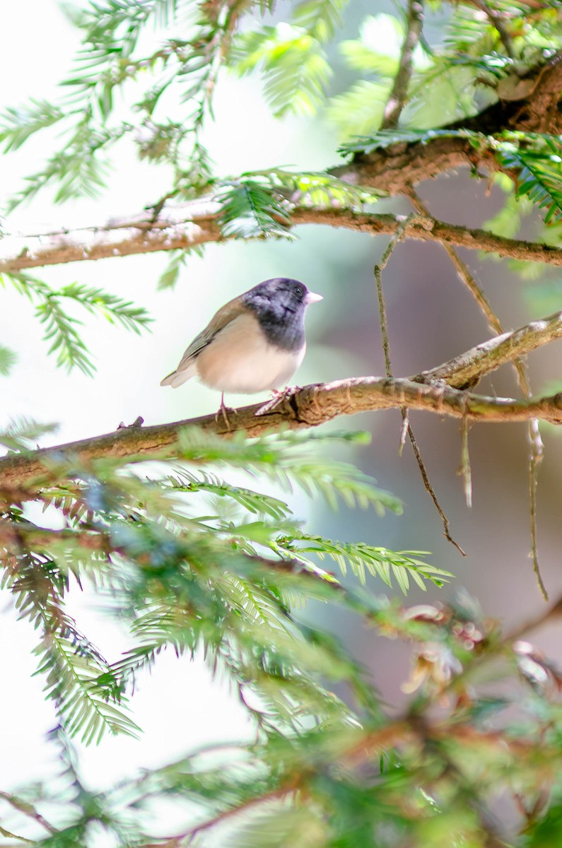 Dark-eyed Junco - ML637667972