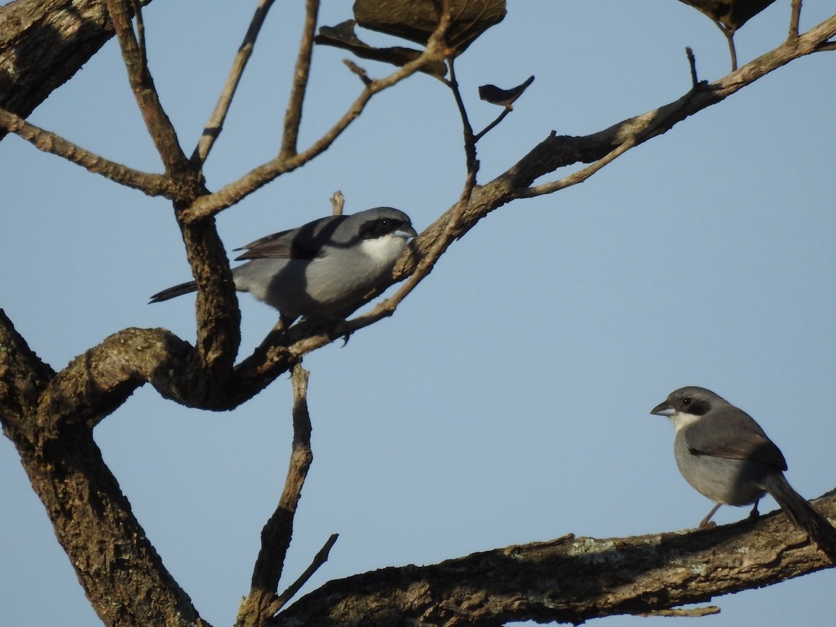 White-banded Tanager - ML637667975