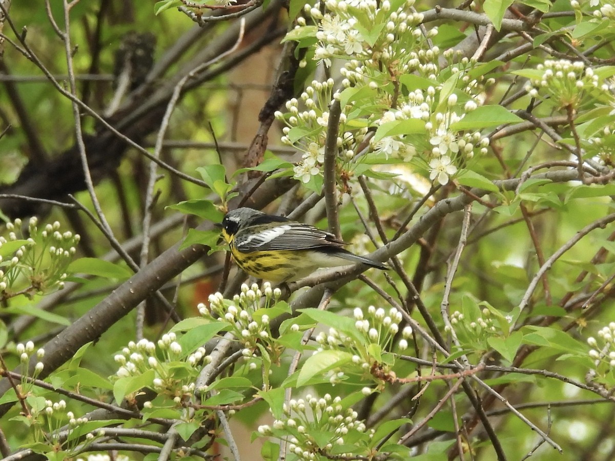 Magnolia Warbler - ML637667990