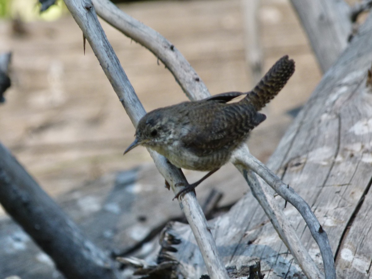 Northern House Wren - ML637668002