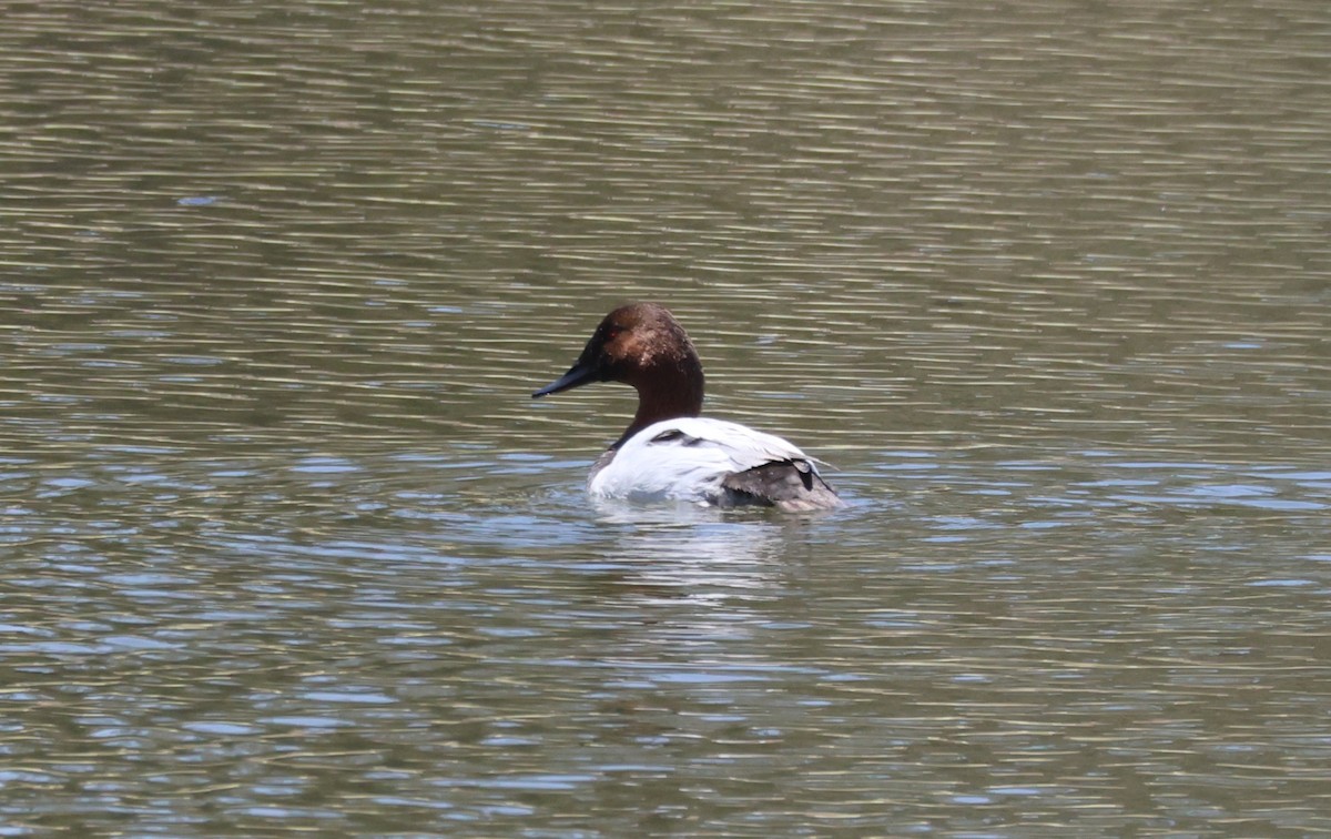 Canvasback - ML637668217