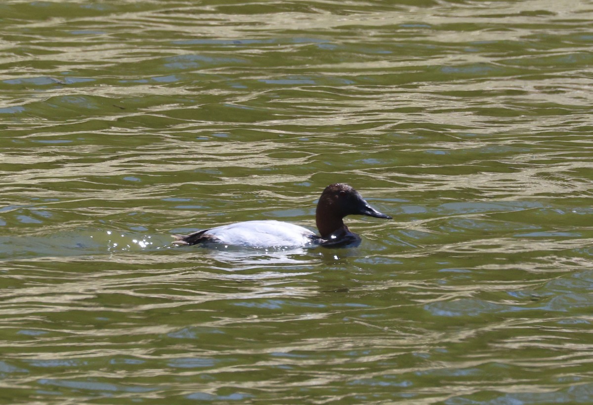 Canvasback - ML637668218