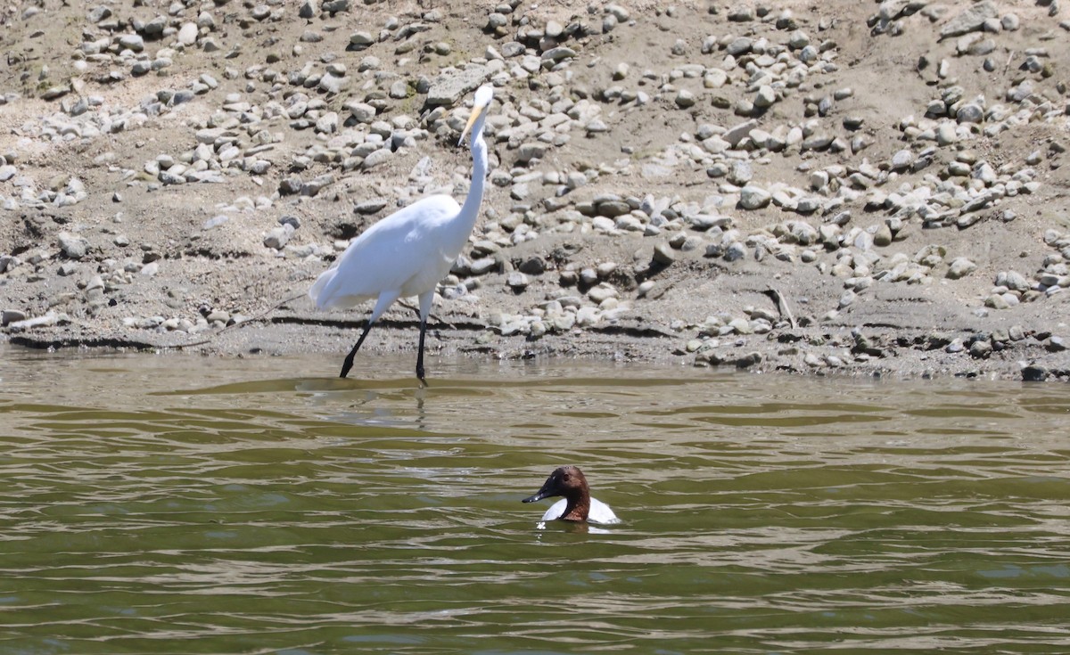 Canvasback - ML637668219