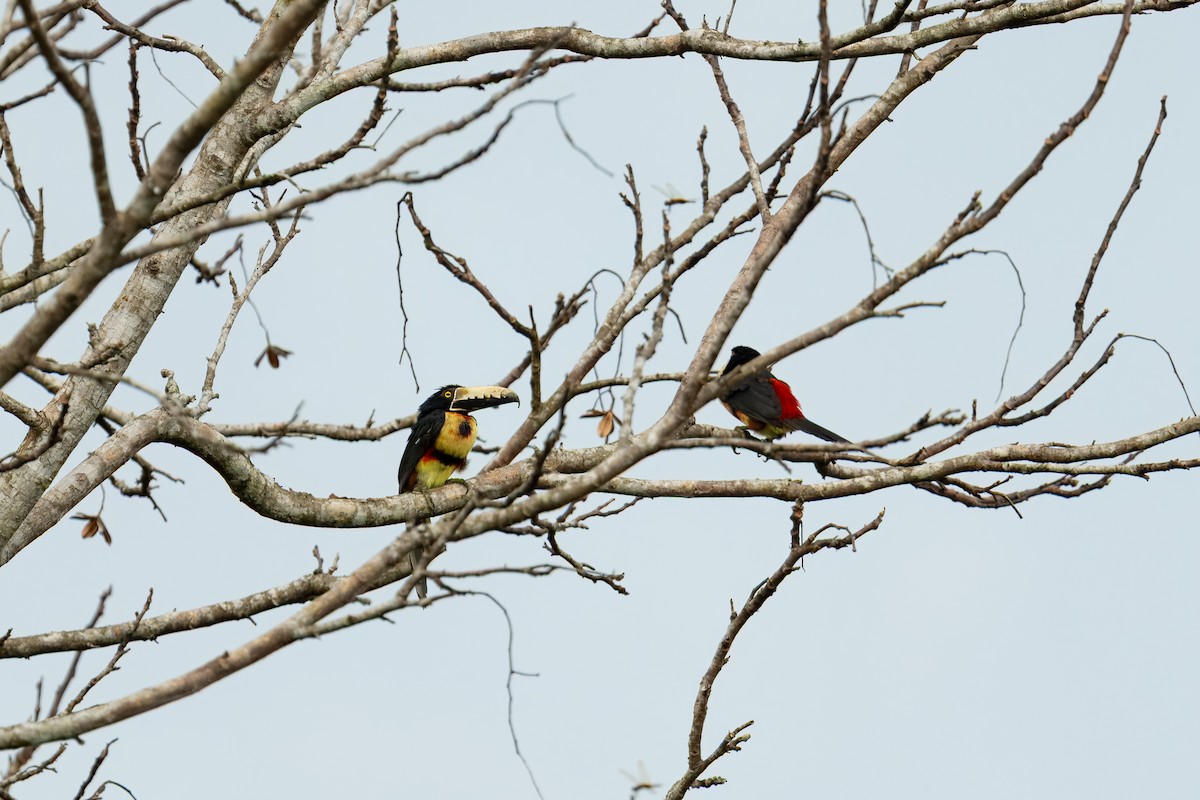 Kuşaklı/Soluk Gagalı Arasari - ML637668243