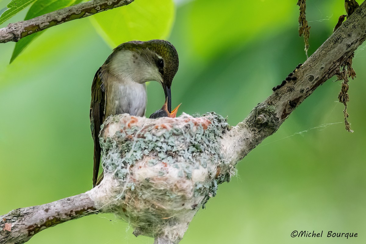 Ruby-throated Hummingbird - ML637668257