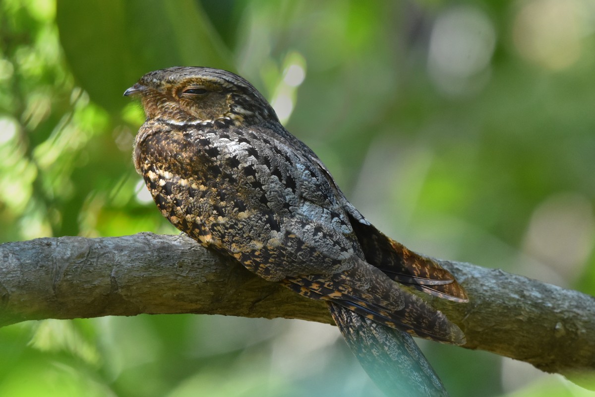 チャックウィルヨタカ - ML637668277