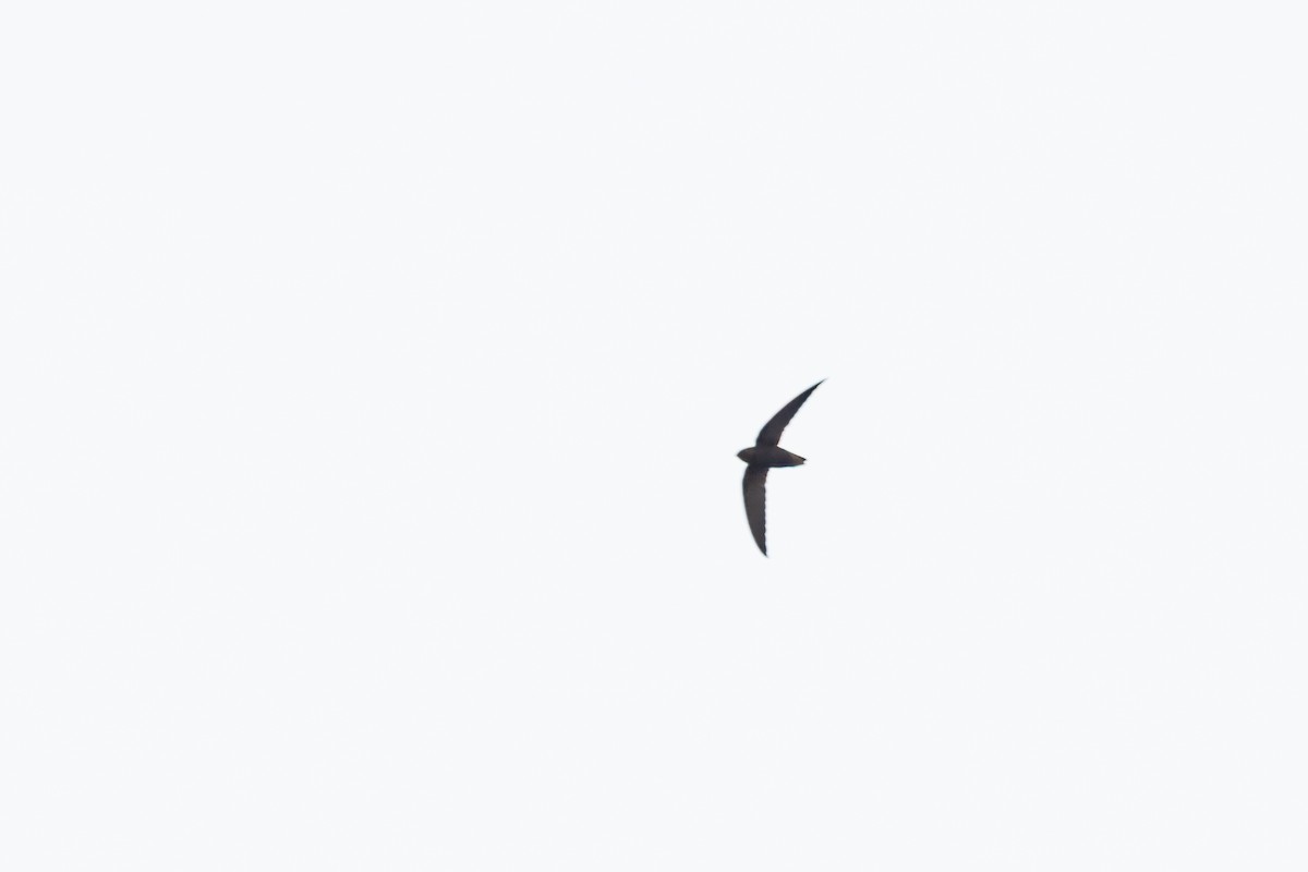 Short-tailed Swift - ML637668283