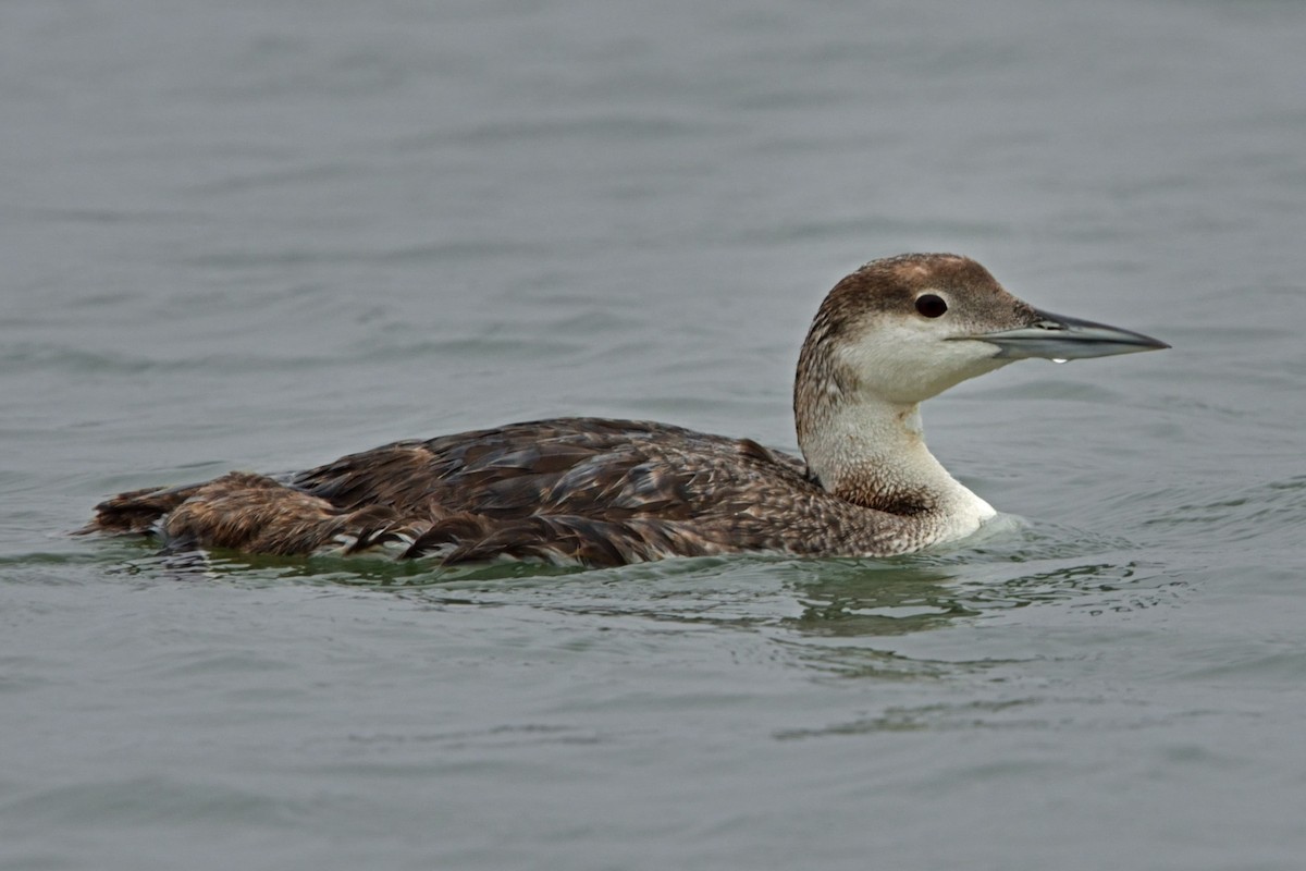 ハシグロアビ - ML637668319