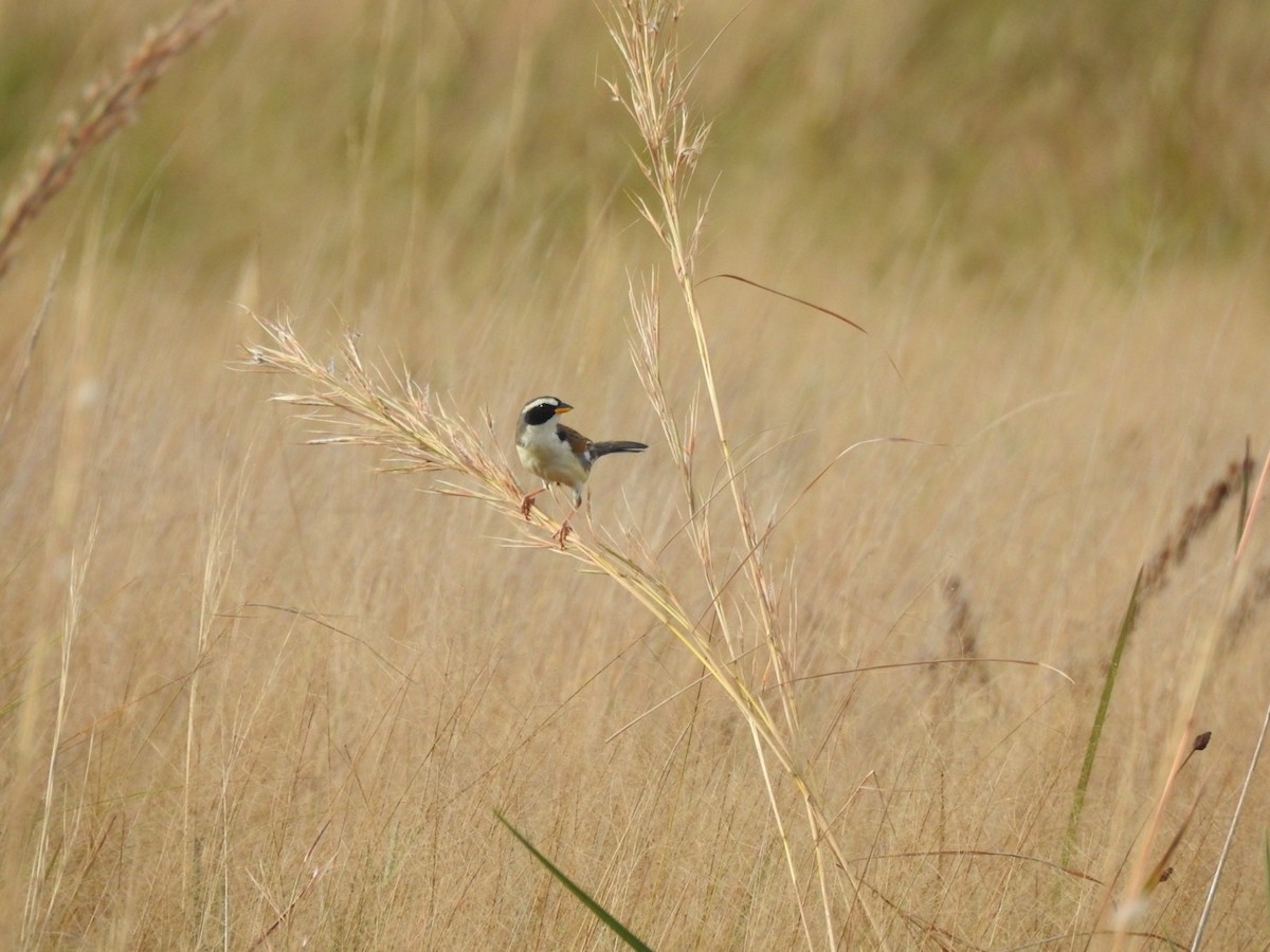 Saffron-billed Sparrow - ML637668375