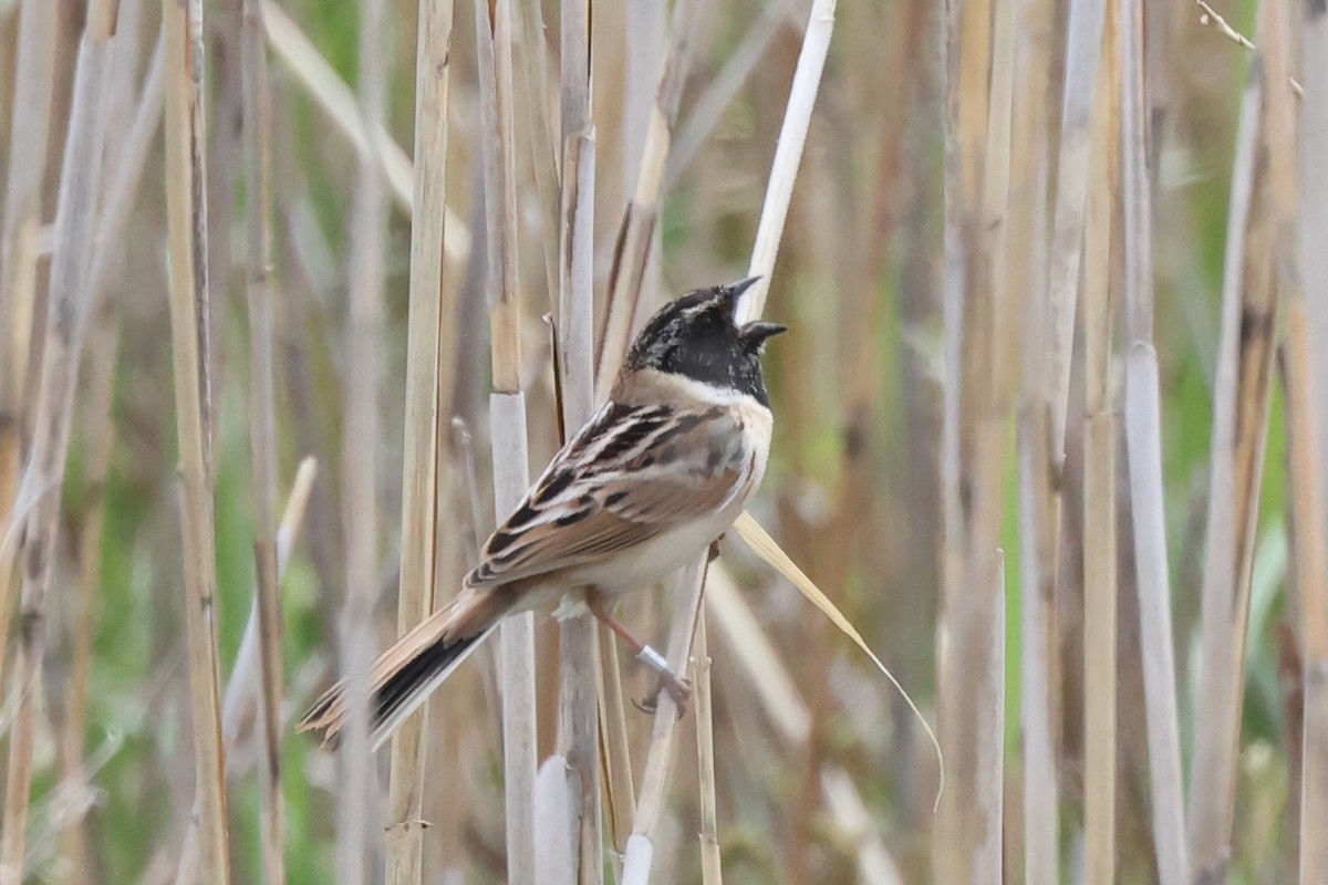 Ochre-rumped Bunting - ML637668395