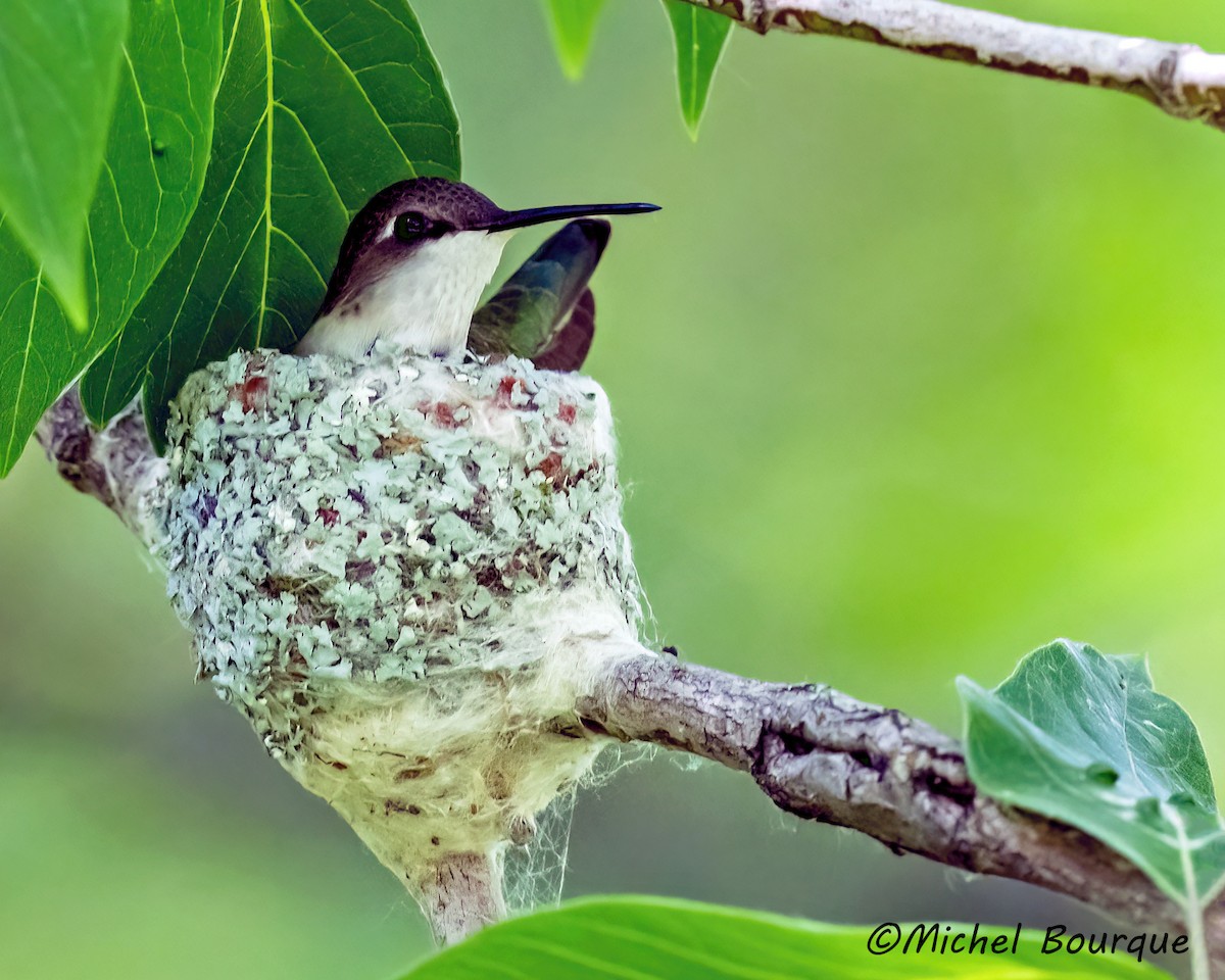 Ruby-throated Hummingbird - ML637668400