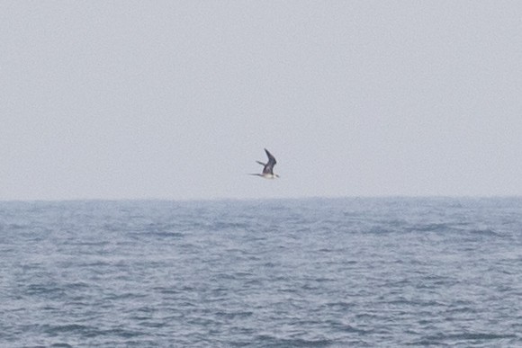 Parasitic Jaeger - ML637668441