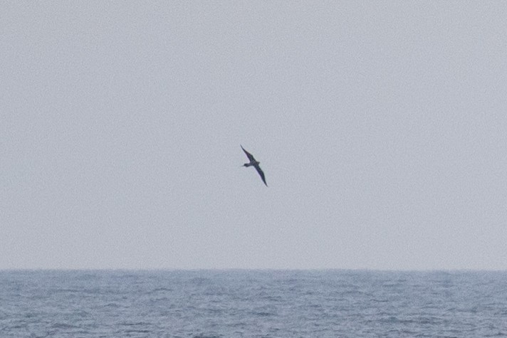 Parasitic Jaeger - ML637668443