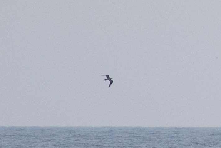 Parasitic Jaeger - ML637668444