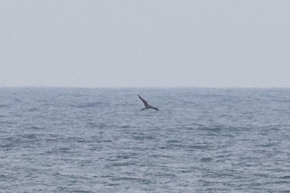 Parasitic Jaeger - ML637668445