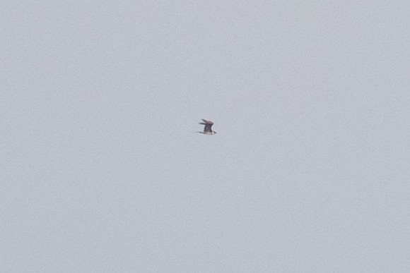 Parasitic Jaeger - ML637668446