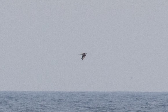 Parasitic Jaeger - ML637668447