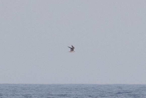 Parasitic Jaeger - ML637668448