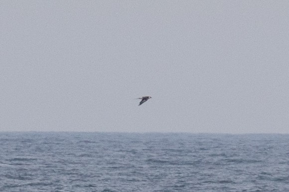 Parasitic Jaeger - ML637668449