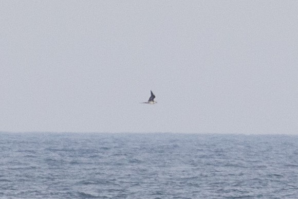 Parasitic Jaeger - ML637668450